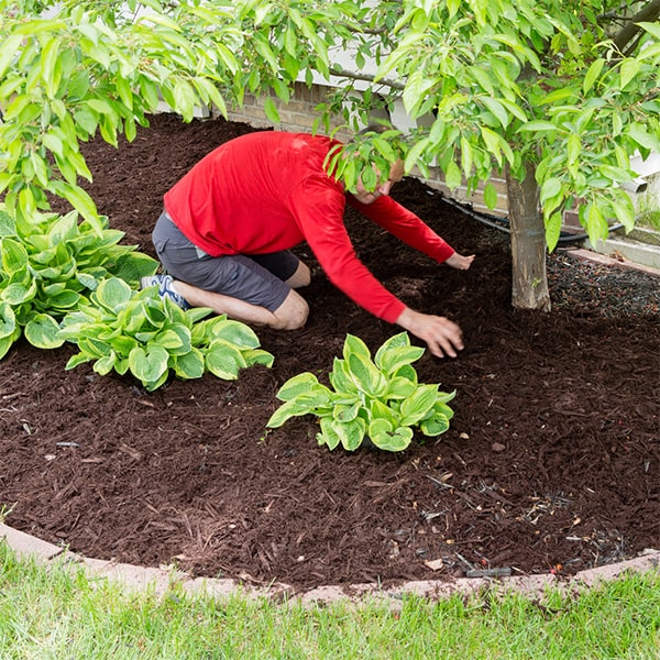 we can recommend the best type of mulch for mulch installation based on your specific climate and landscaping needs